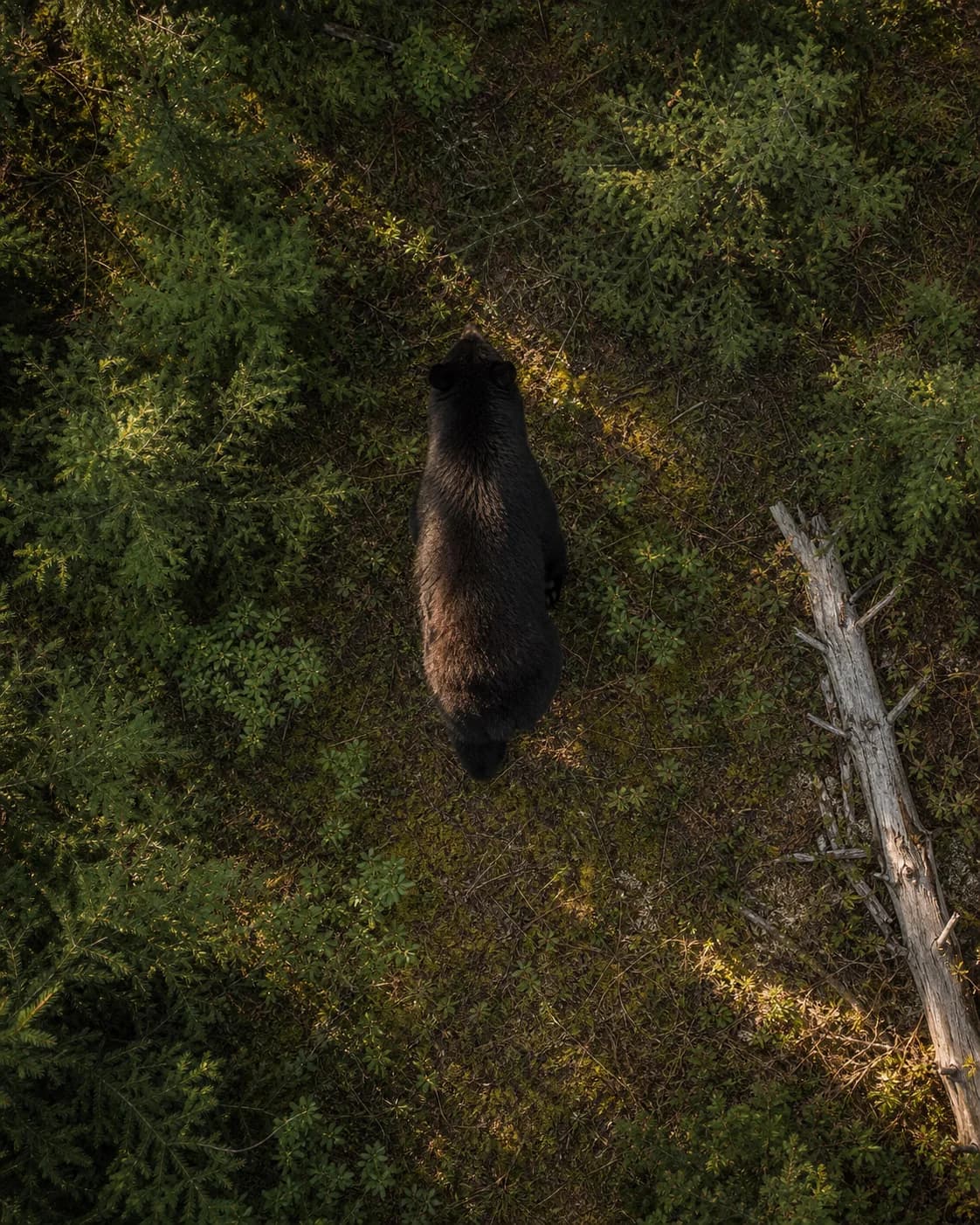 American black bear walking through forest vegetation seen from directly overhead