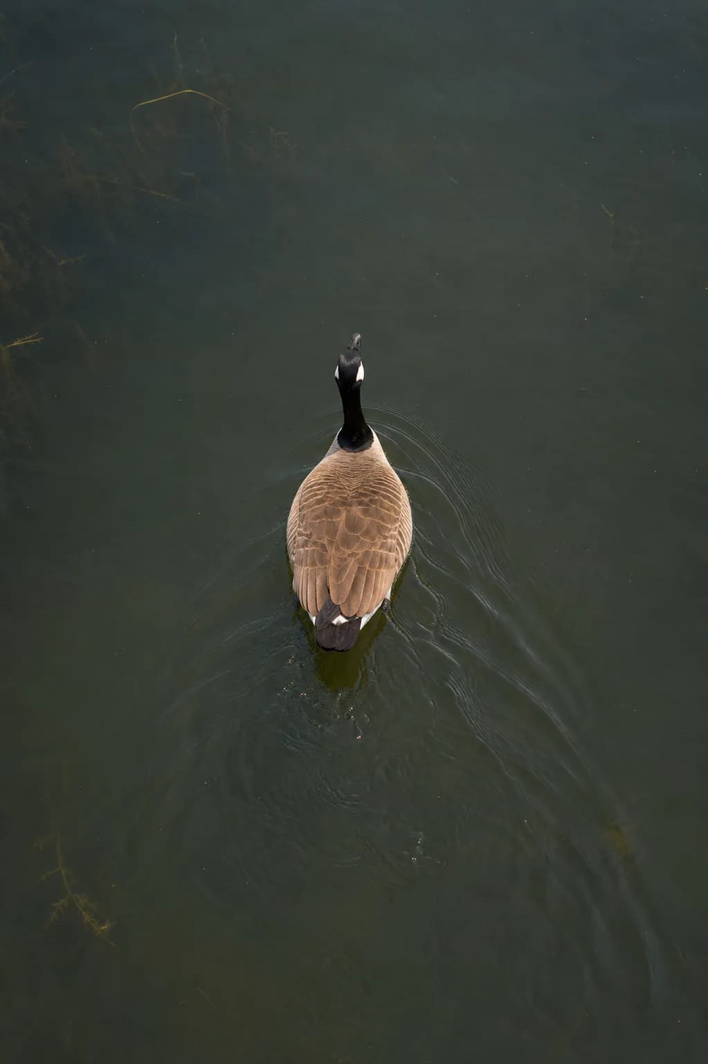 Canada goose swimming through dark marsh water seen from directly overhead