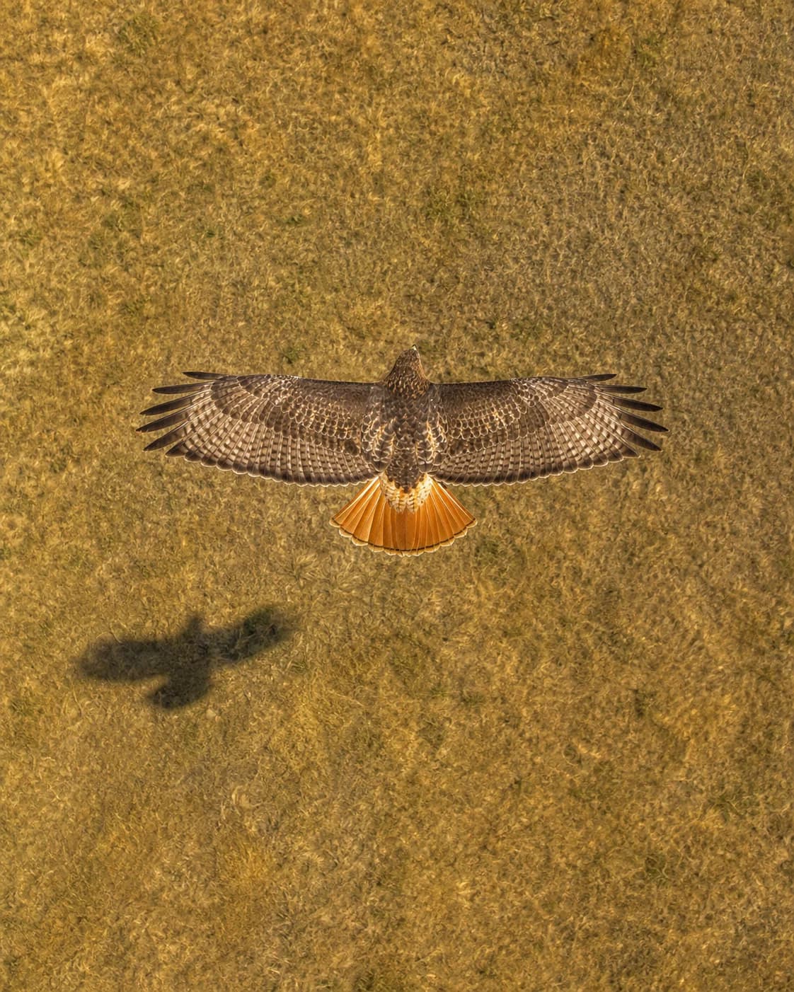 Red-tailed hawk gliding over grassland seen from directly overhead